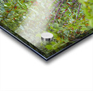 Grizzlies Morning Breakfast Lake Louise Alberta Canada Acrylic print