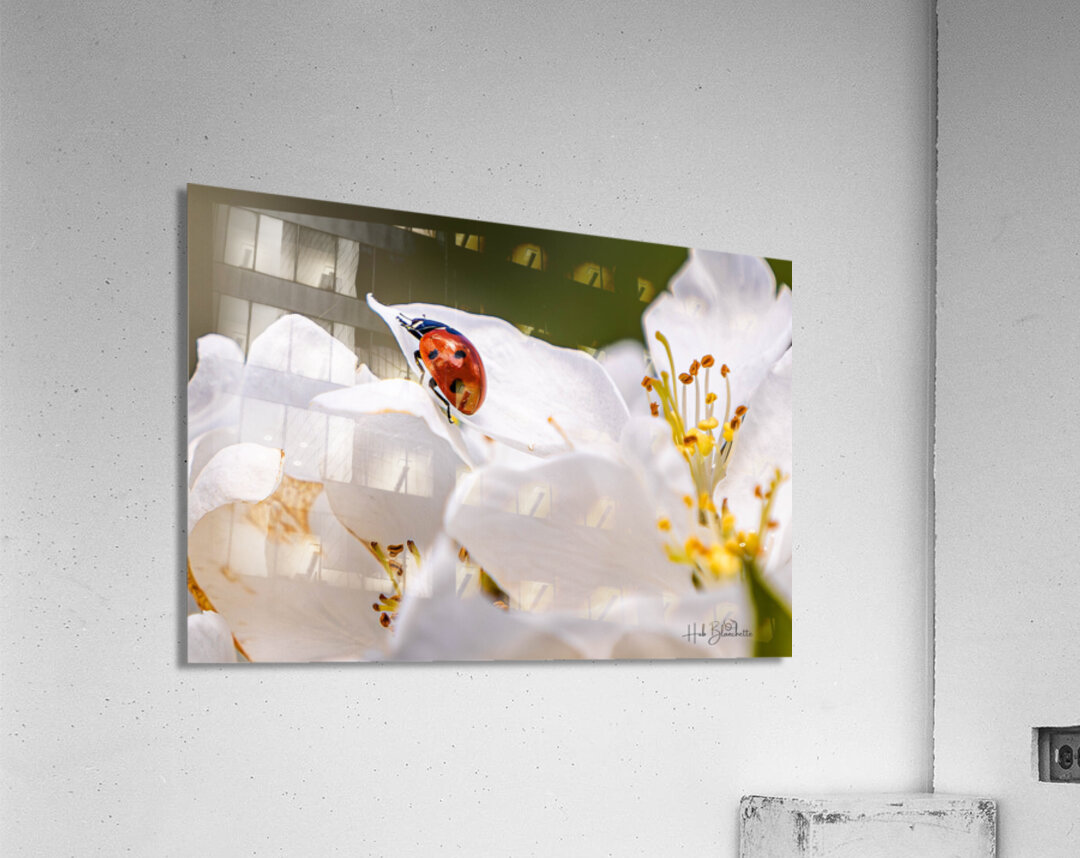 Back Yard Lady Bug Acrylic Print