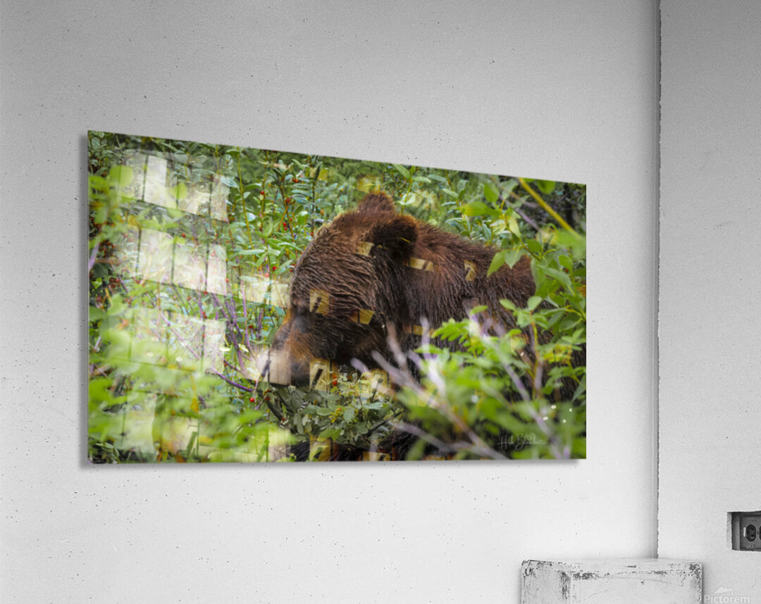 Grizzlies Morning Breakfast Lake Louise Alberta Canada Acrylic Print