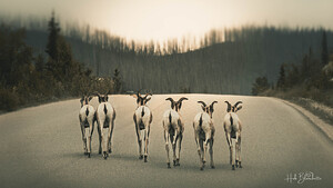 The Gang Of Goats Jasper Alberta Canada
