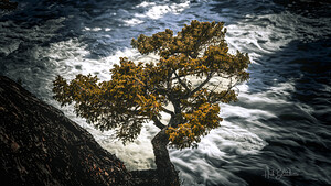 Watching Over Bow River Banff Alberta Canada