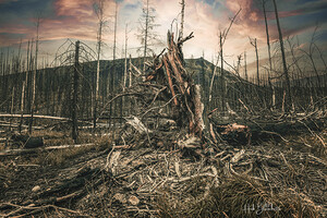 Wild Fires Whistler Campground In Jasper Alberta Canada