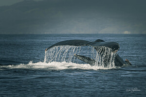 Flukes Whale Tail Puerto Vallarta Mexico