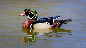 Male Wood Duck Manitoba Canada
