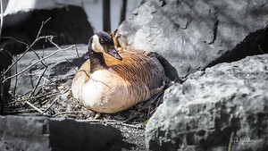 Mother Goose Protecting her Eggs Manitoba Canada