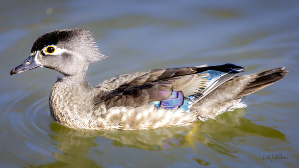 Wood Duck Manitoba Canada Print