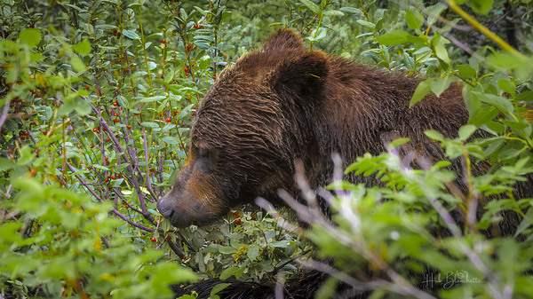 Grizzlies Morning Breakfast Lake Louise Alberta Canada Print