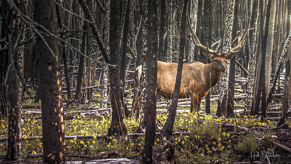 Elk Enjoying The New Flowers After The Wildfires Jasper Alberta Canada Print