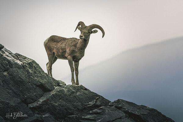 Mountain Goat Jasper Alberta Canada Print
