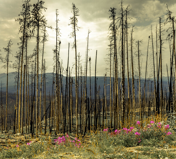 Flowers Blooming After The Jasper Alberta Canada Wild Fires Print