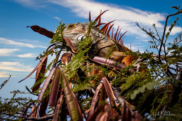Camouflage Iguana Puerto Vallarta Mexico Print