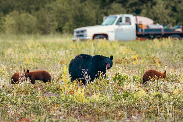 Black Momma Bear Three Cinnamon Cubs Lac Du Bonnet Manitoba Canada Print