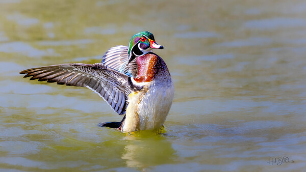 Male Wood Duck St.Vital Park Manitoba Canada Print