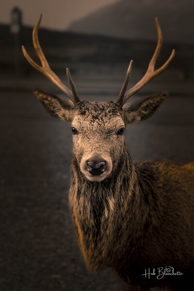Red Deer In Glencoe Scotland  Print