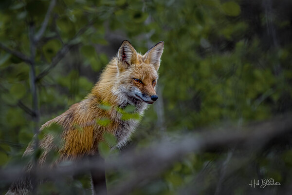 Fearless Red Fox In Cottage Country Manitoba Canada Print