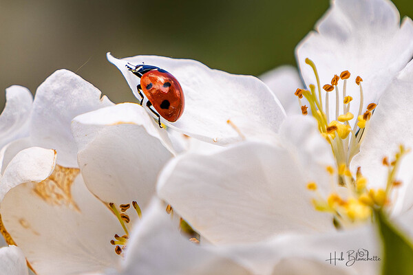 Back Yard Lady Bug Print