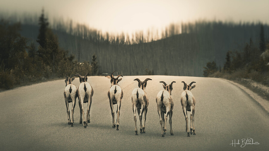 The Gang Of Goats Jasper Alberta Canada  Print
