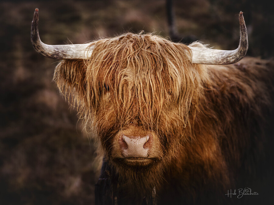 The Highland cow Scotland UK  Imprimer