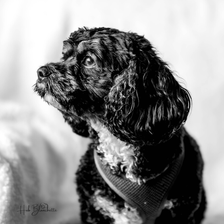 Little Daisy   Print