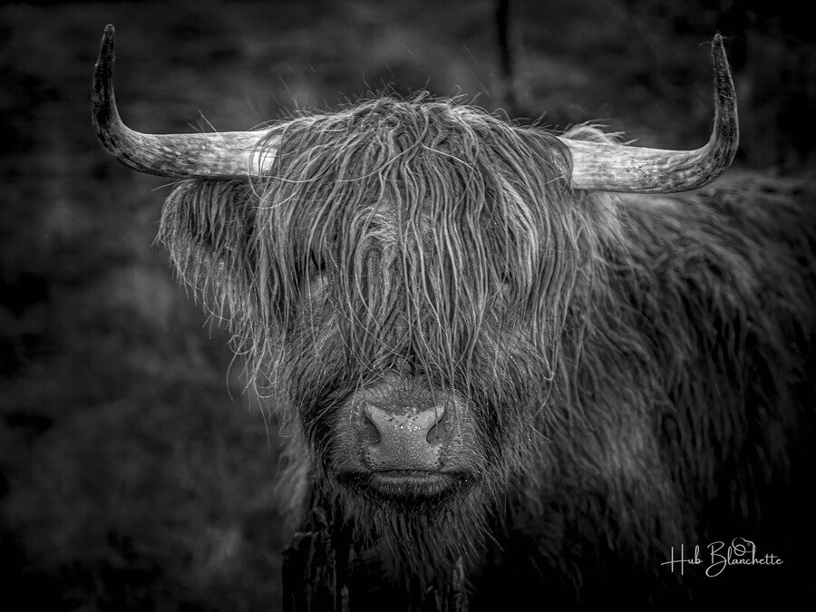 THE HIGHLAND COW SCOTLAND UK  Print