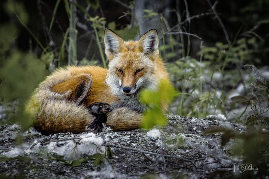 Sleepy Red Fox In Rural Manitoba Canada  Print