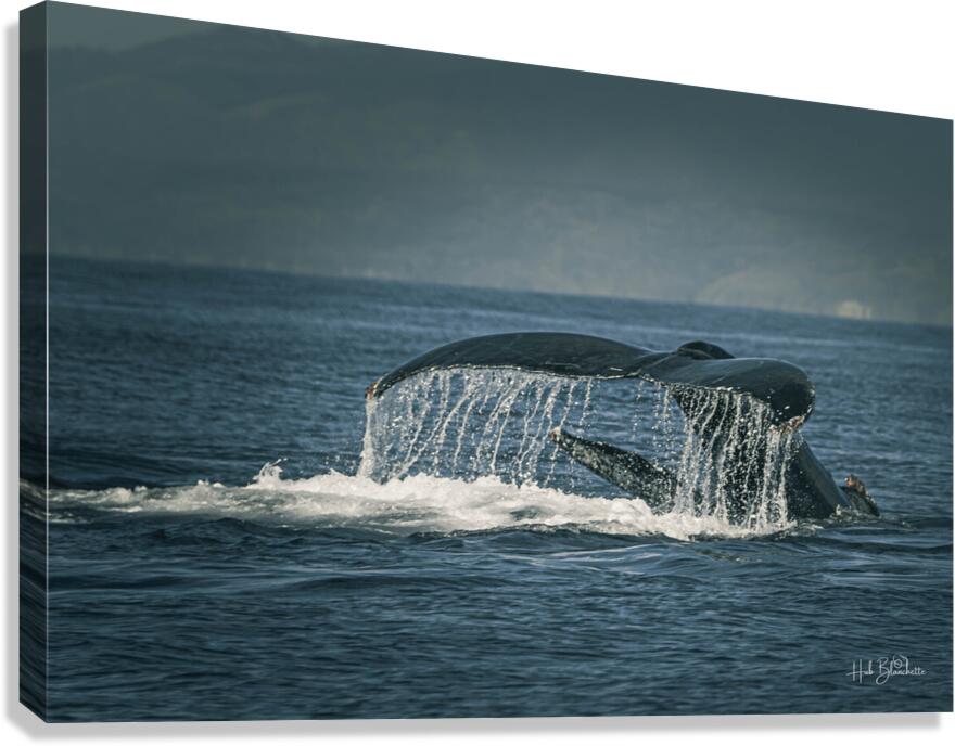Flukes Whale Tail Puerto Vallarta Mexico Canvas Print