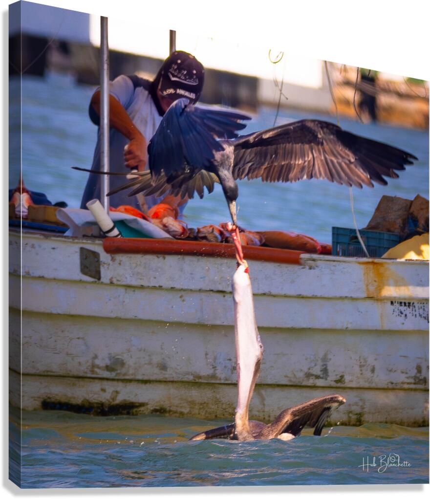 Daily Struggle Puerto Vallarta Canvas Print