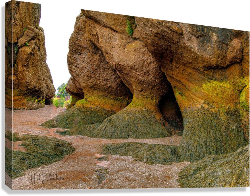 Low Tide Hopewell New Brunswick Canada Canvas Print