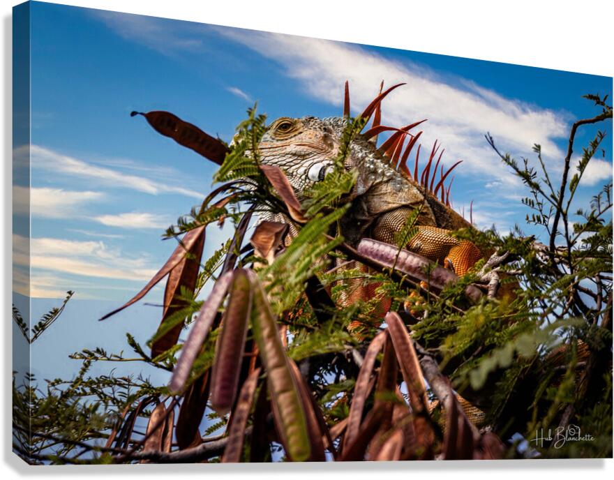 Camouflage Iguana Puerto Vallarta Mexico Canvas Print