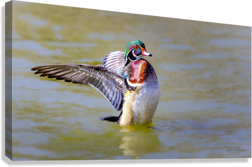 Male Wood Duck St.Vital Park Manitoba Canada Canvas Print