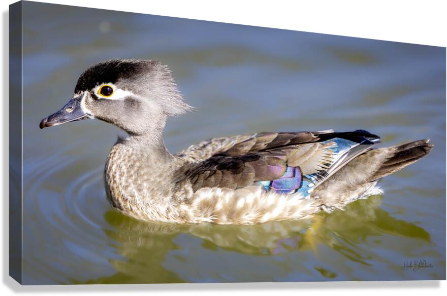 Wood Duck Manitoba Canada Canvas Print