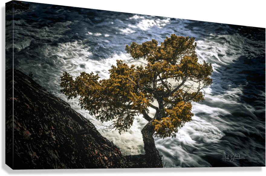 Watching Over Bow River Banff Alberta Canada Canvas Print