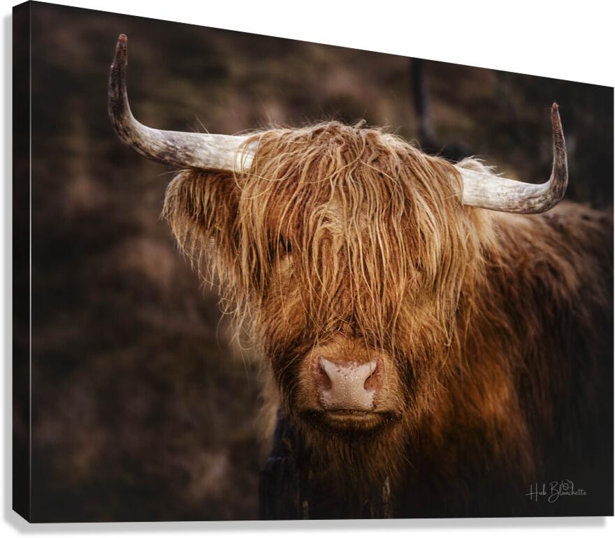 The Highland cow Scotland UK Canvas Print