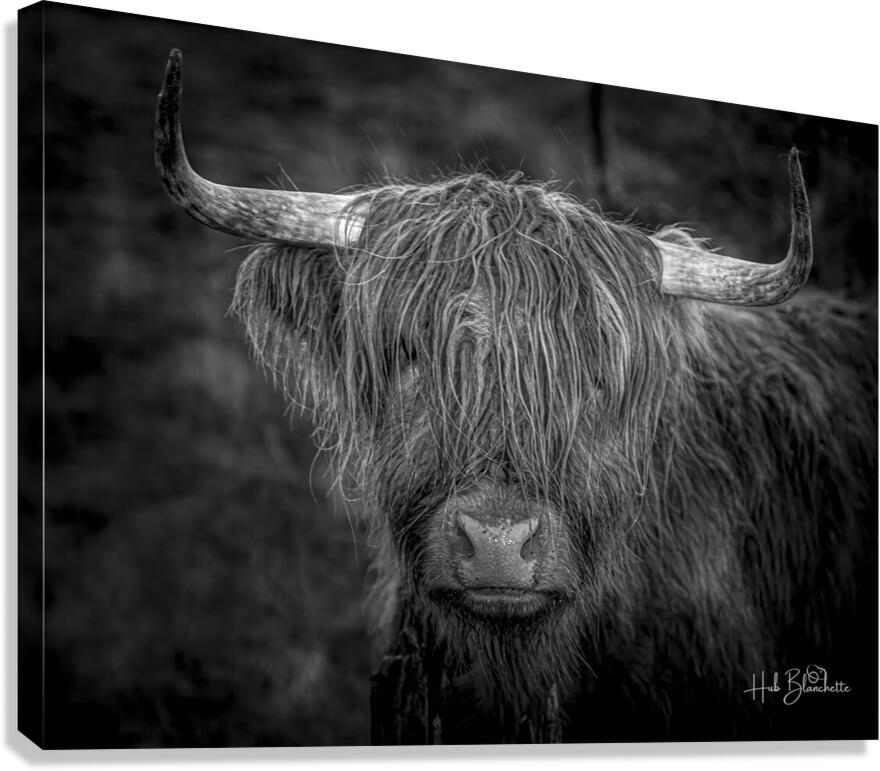 THE HIGHLAND COW SCOTLAND UK Canvas Print