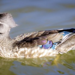 Wood Duck Manitoba Canada