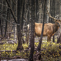 Elk Enjoying The New Flowers After The Wildfires Jasper Alberta Canada