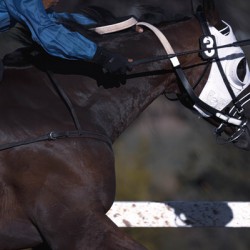 I Can See The Finish Line Assiniboia Downs Winnipeg Manitoba Canada