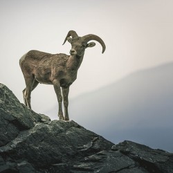 Mountain Goat Jasper Alberta Canada
