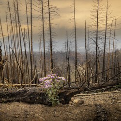 Destruction And Growth Jasper Alberta Canada