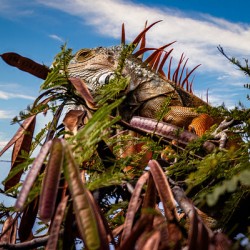 Camouflage Iguana Puerto Vallarta Mexico