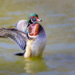 Male Wood Duck St.Vital Park Manitoba Canada