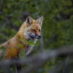 Fearless Red Fox In Cottage Country Manitoba Canada