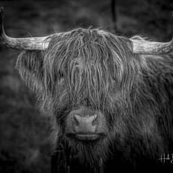 THE HIGHLAND COW SCOTLAND UK