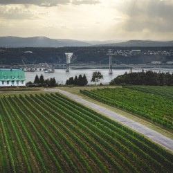 Vignoble Ste-Petronille Ile d’Orleans Quebec Canada