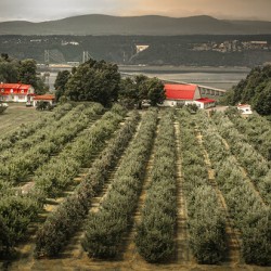 Cider Vinyard Ile d’Orleans Quebec Canada