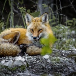 Sleepy Red Fox In Rural Manitoba Canada