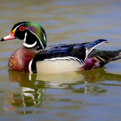 Male Wood Duck Manitoba Canada