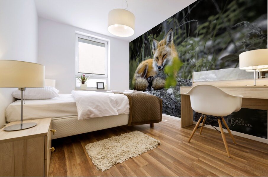 Sleepy Red Fox In Rural Manitoba Canada Mural print