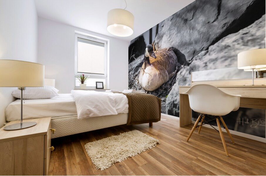 Mother Goose Protecting her Eggs Manitoba Canada Mural print