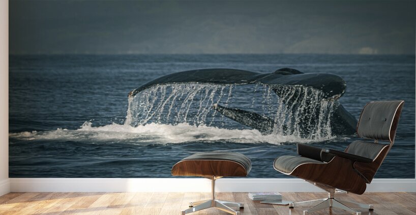 Flukes Whale Tail Puerto Vallarta Mexico Wall Murals